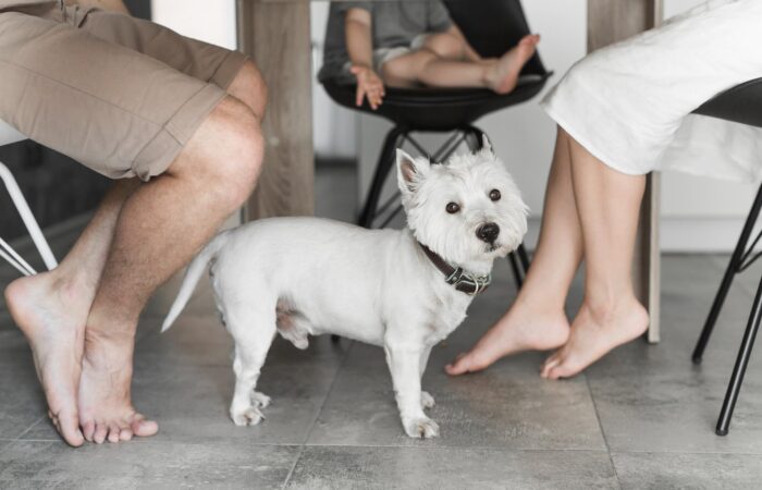 adiestrador de perros