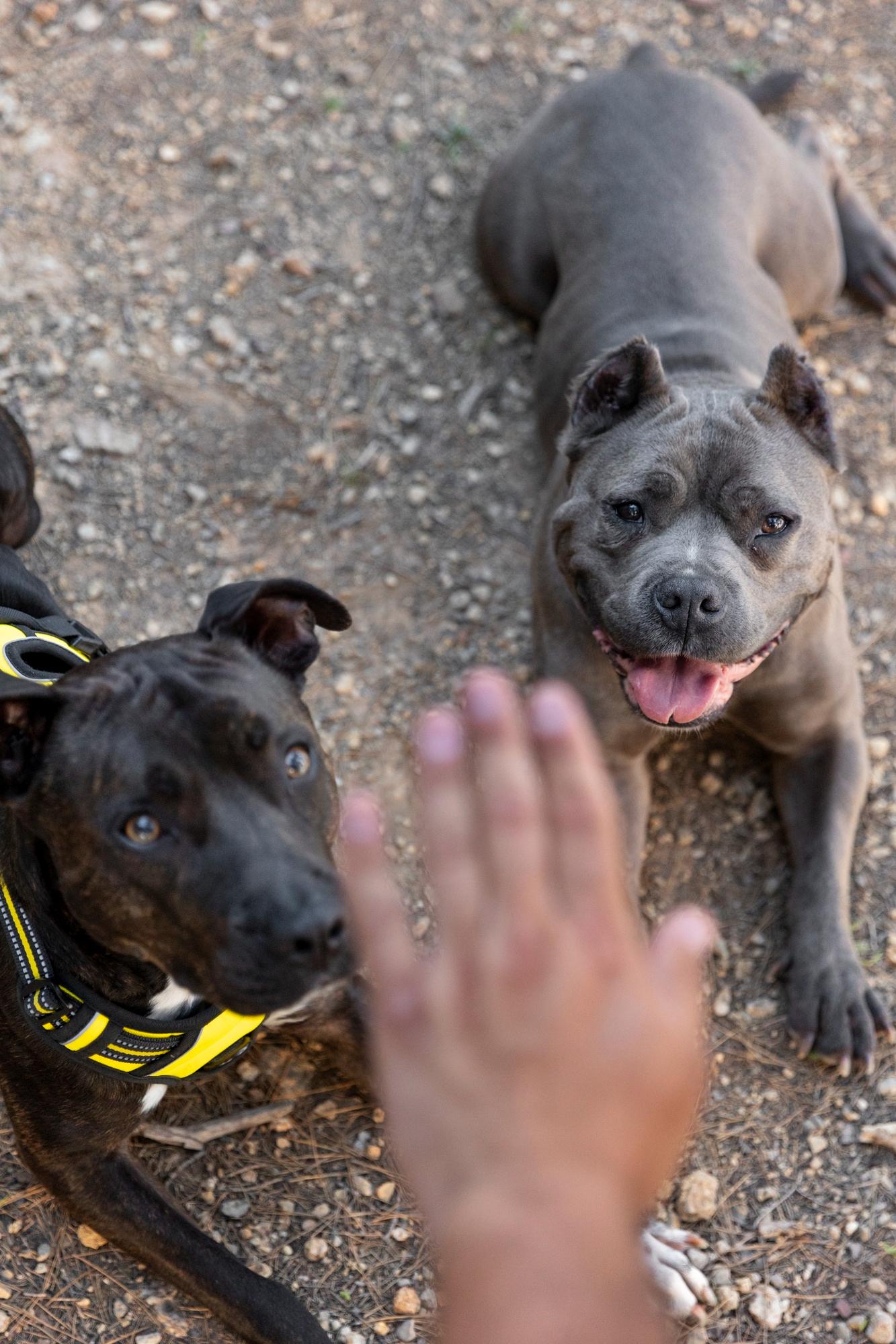 Adiestrador de Perros en Asturias
