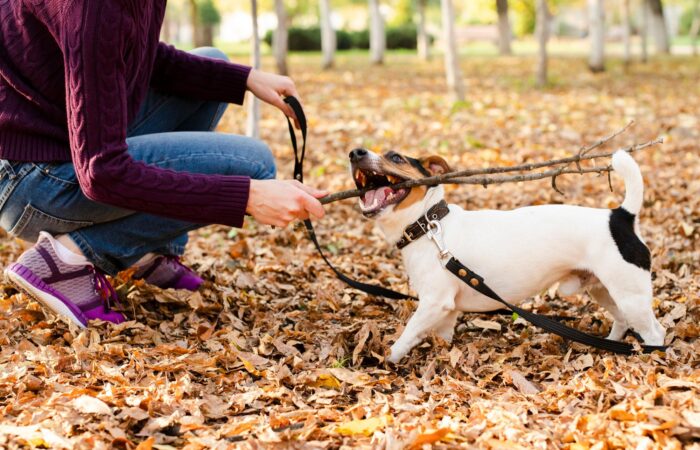 adiestrador de perro