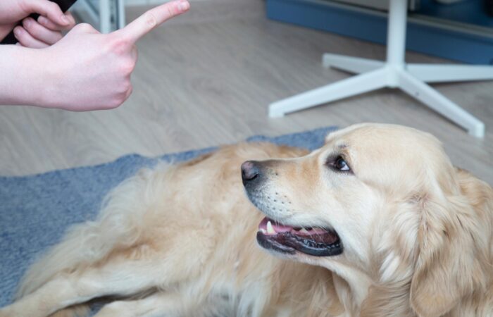 Cómo castigar a un perro