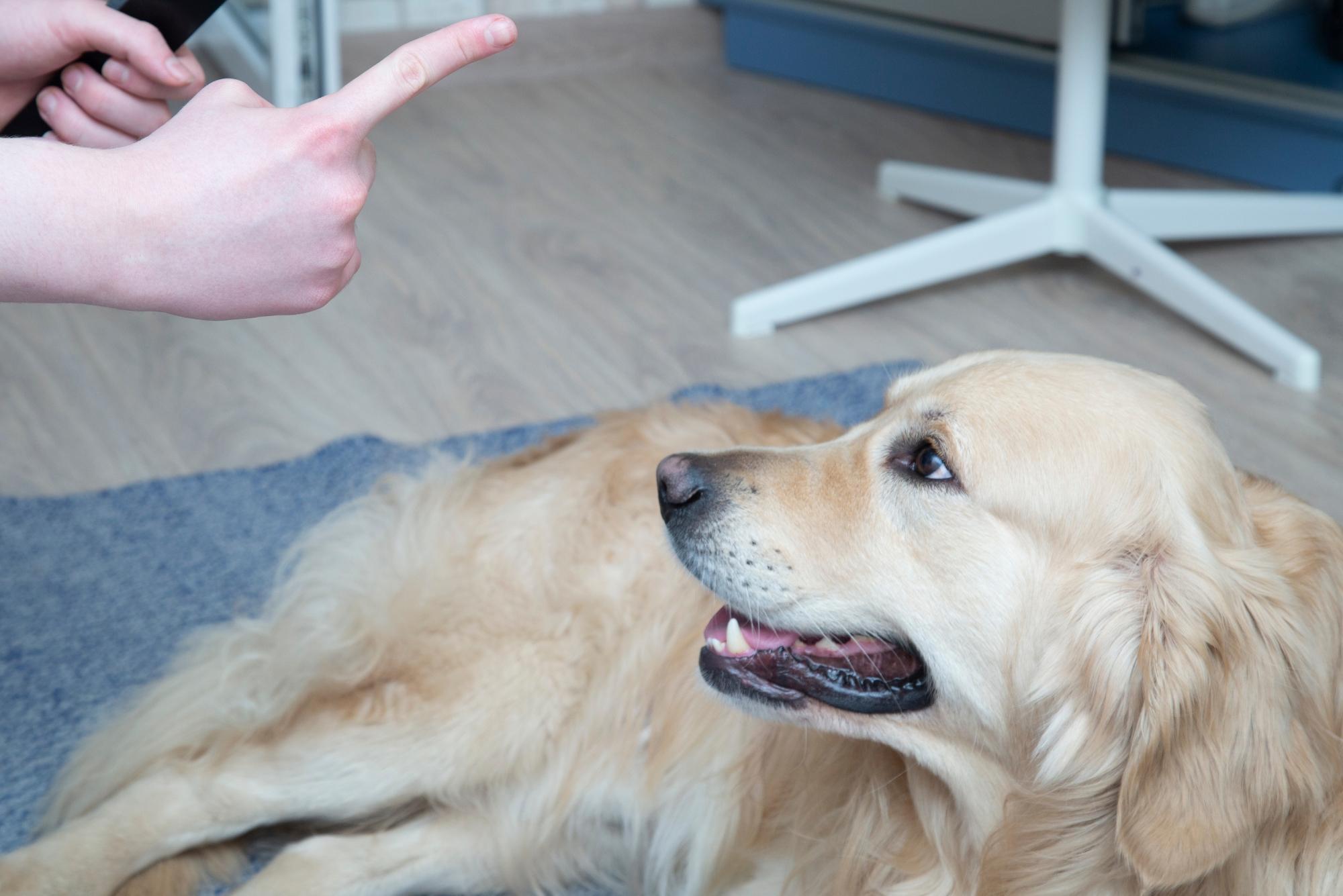 Cómo castigar a un perro