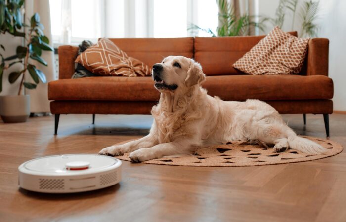 La importancia de una rutina diaria en la vida de un perro