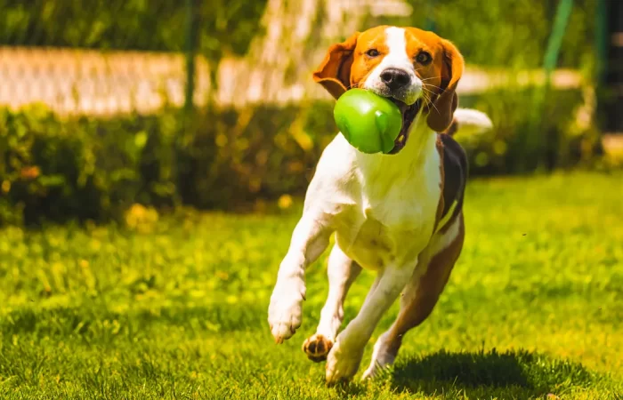 Adiestramiento de un perro con el juego de la pelota