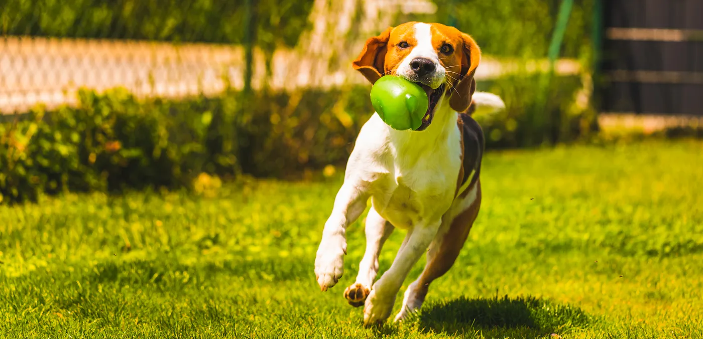 Adiestramiento de un perro con el juego de la pelota