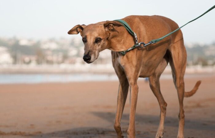 Perro en la playa mostrando su lenguaje corporal