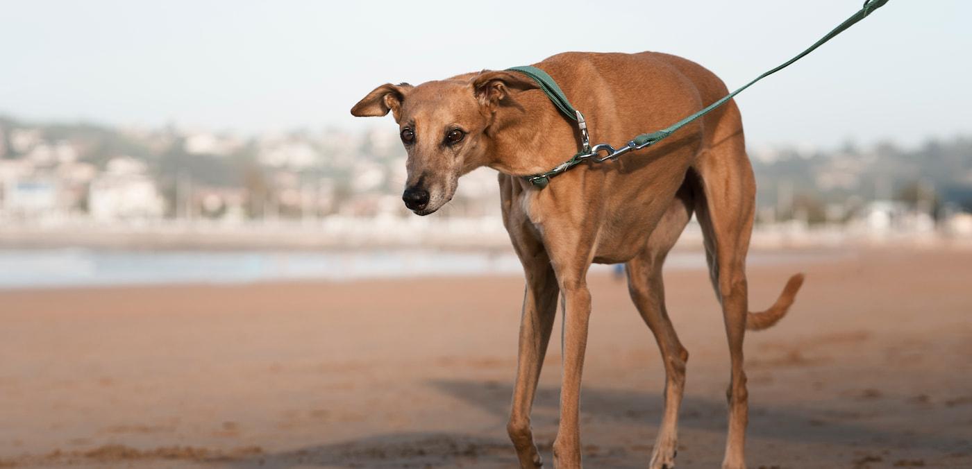 Perro en la playa mostrando su lenguaje corporal